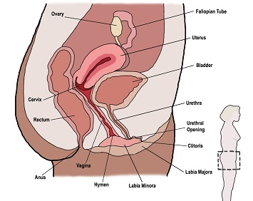 علل خروج هوا از واژن